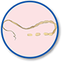 TAPEWORMS